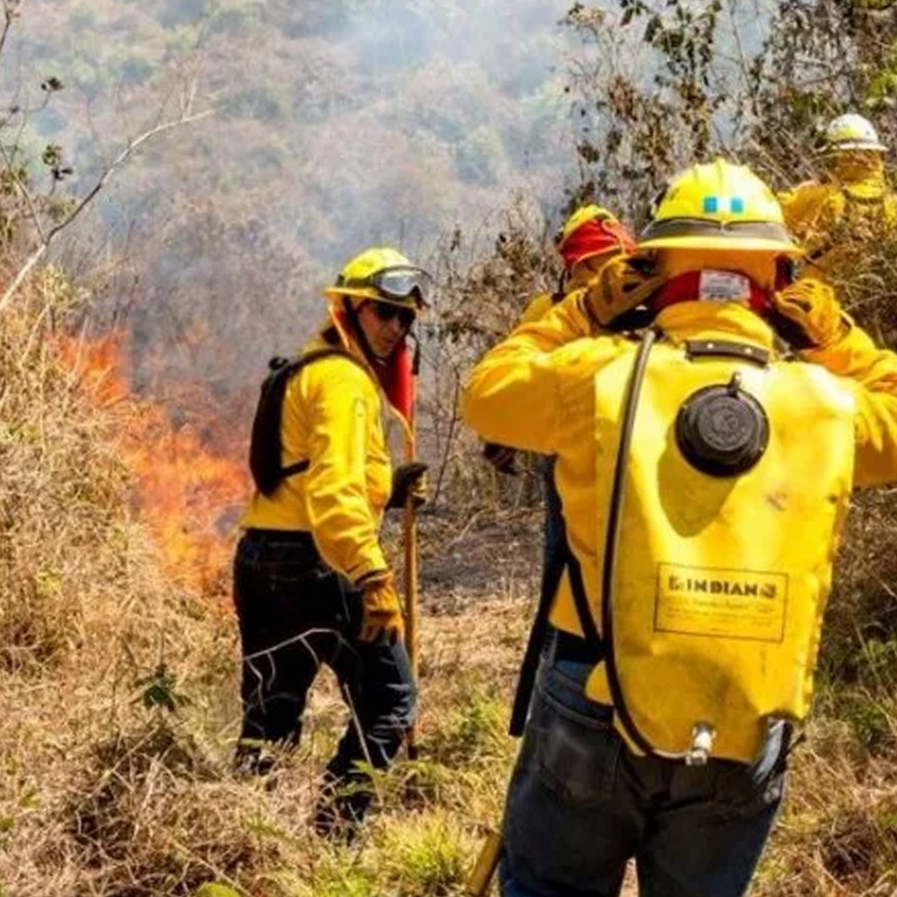 Material Forestal